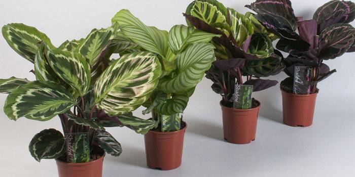 Calatheas v kvetináčoch