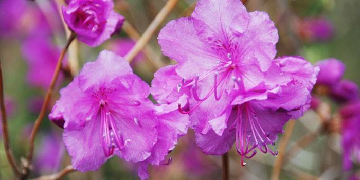 Flores ledum