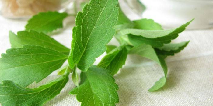 Planta Stevia
