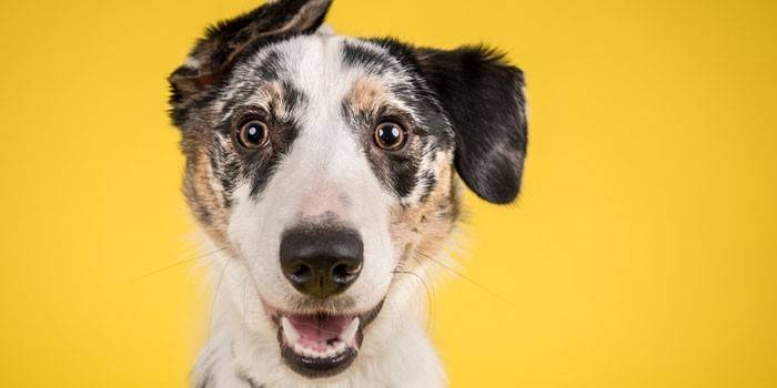 Cão