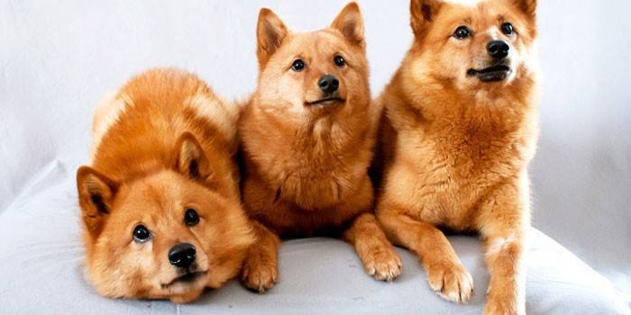 Trzy szczenięta husky rasy fińsko-karelskiej
