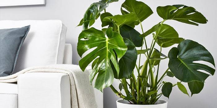 Rastlina Monstera