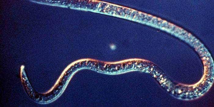 fleshworm