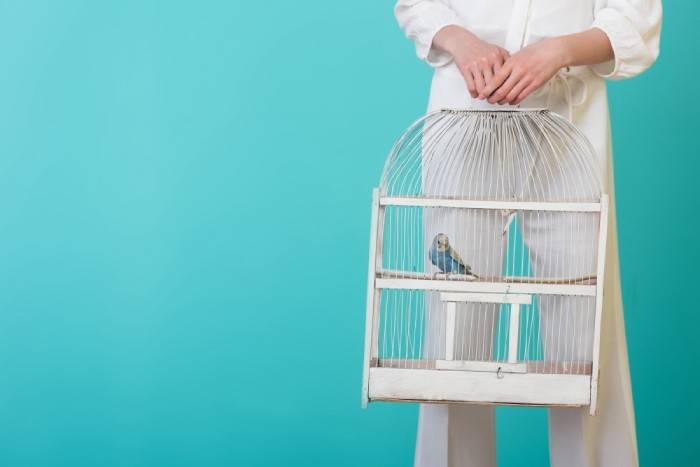Budgerigar w klatce