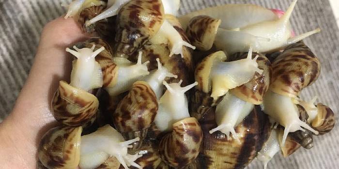 Potomok Achatina