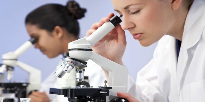 As meninas conduzem pesquisas sob os microscópios.