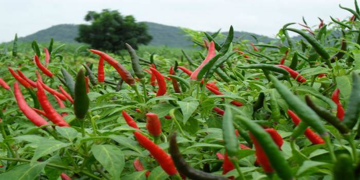 Plantação de pimenta caiena