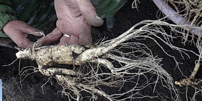 Raiz de ginseng nas mãos