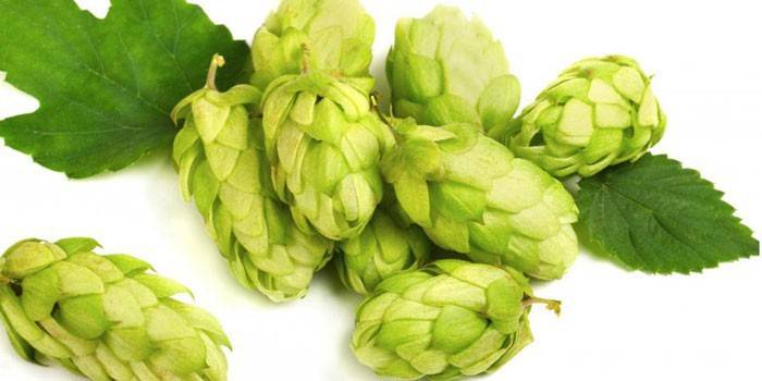 Cones de lúpulo