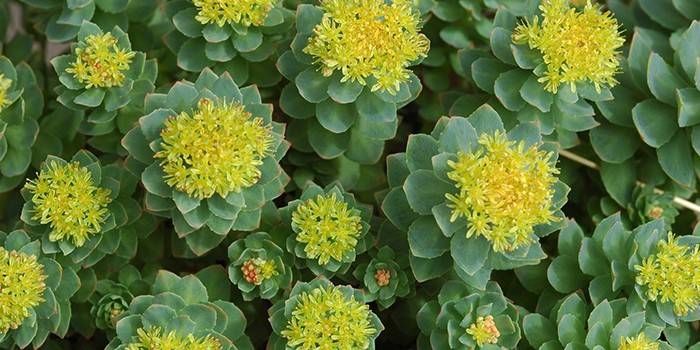 Kvitnúce Rhodiola rosea