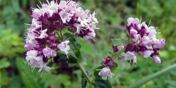 Flores de origanum