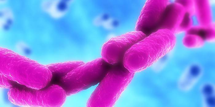 Klebsiella pneumonia sob o microscópio