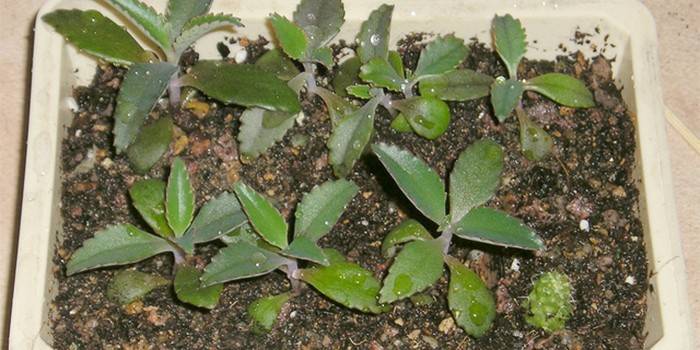 Kiełki Kalanchoe Degremon