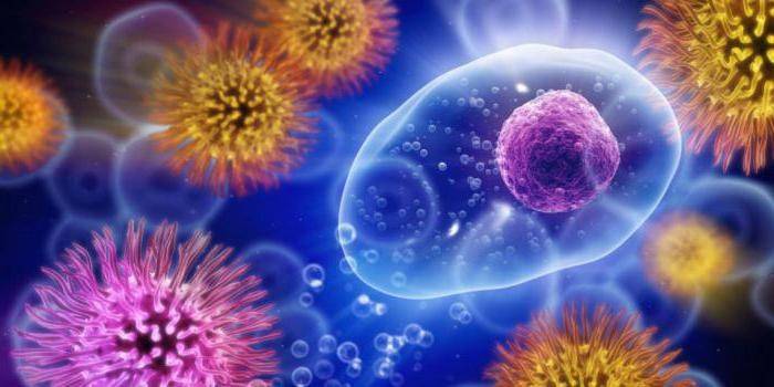 Virus bajo el microscopio