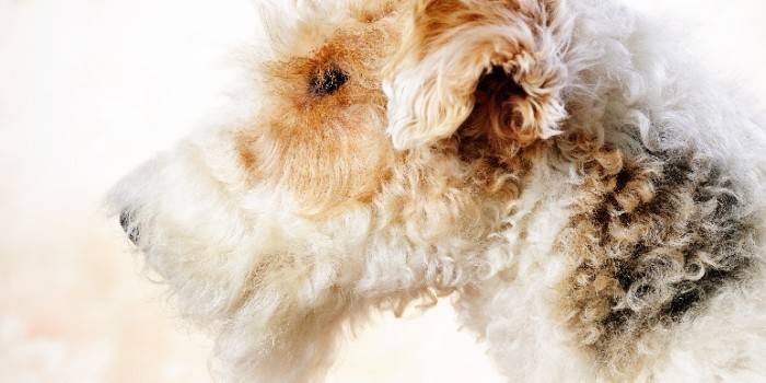 Fox Terrier