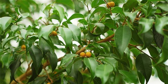 Kvitnúce ficus benjamin