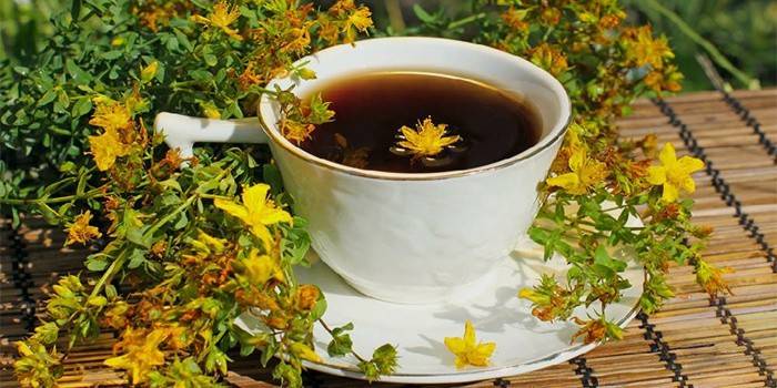 Decocción herbal Hypericum en una taza