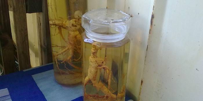 Tintura de ginseng em potes