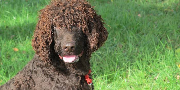 Spaniel de água irlandês