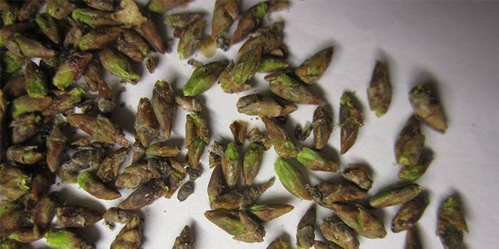 Botões de bétula verde