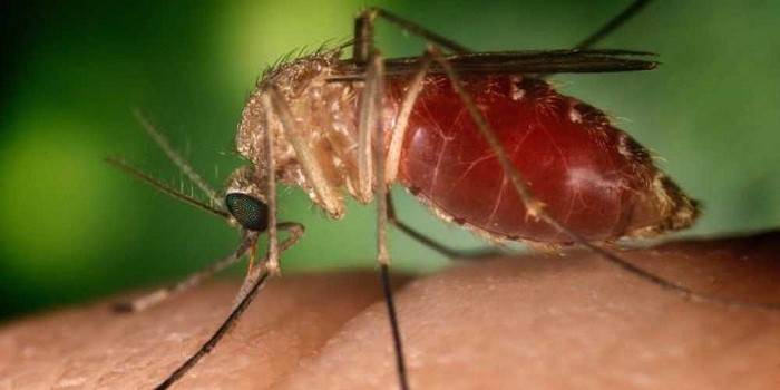 Mosquito morde uma pessoa