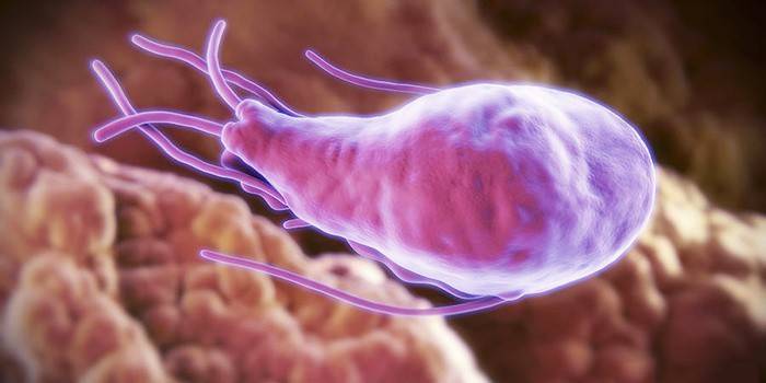 Giardia v ľudskej pečeni