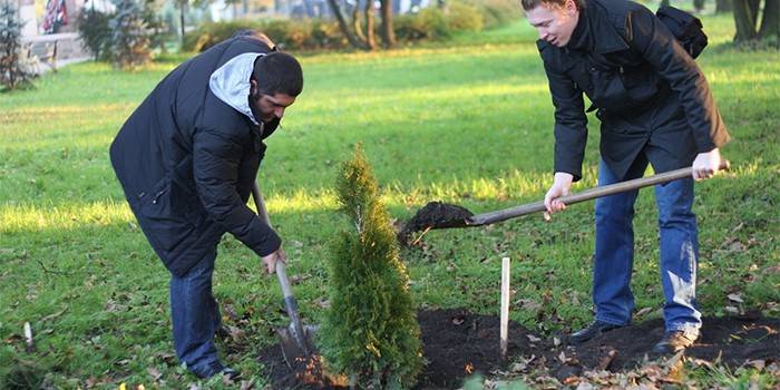 Los jóvenes plantan tuya