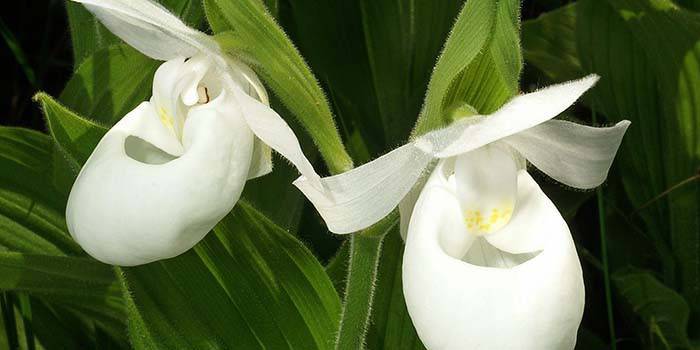 Chinelo de Vênus