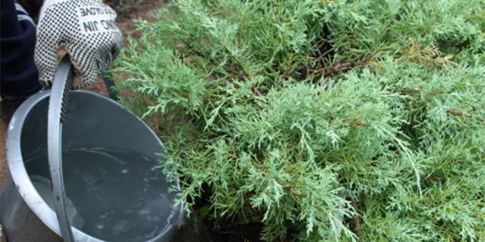Riego Thuja