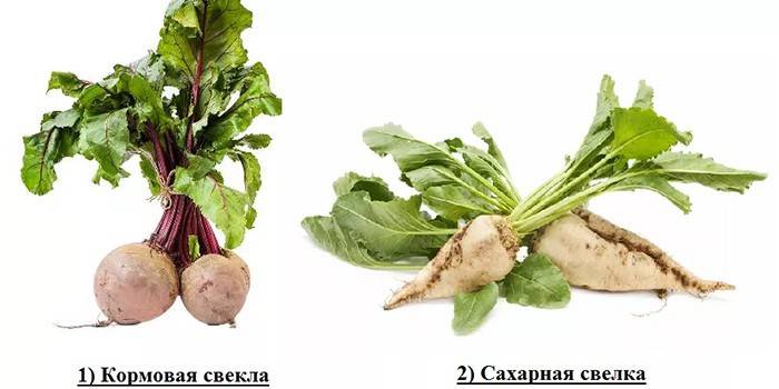 Krmivá a cukrová repa