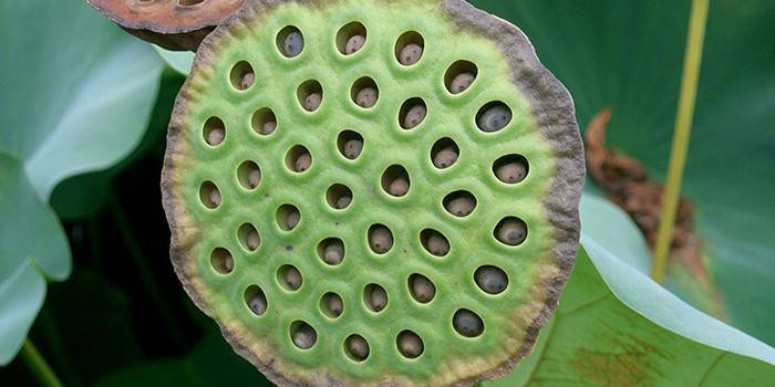 Lotus semená v krabici