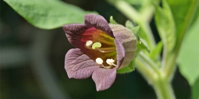 Flor de beladonna