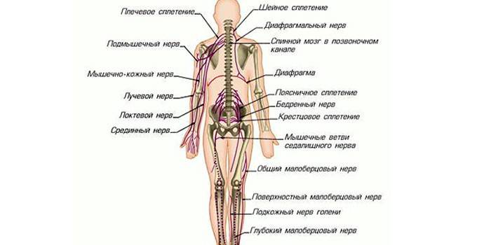 O layout dos nervos espinhais no corpo humano