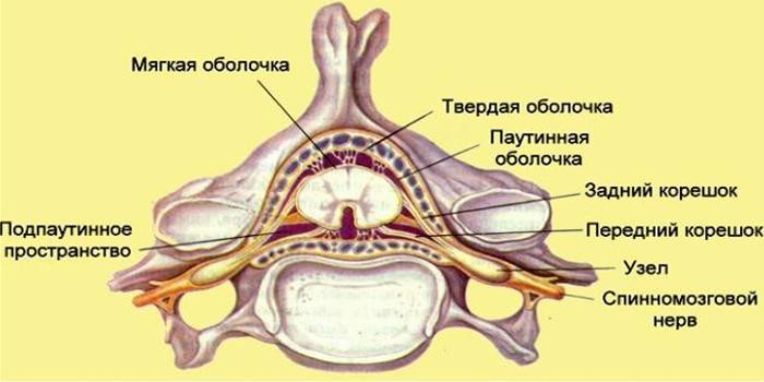 Estrutura da medula espinhal