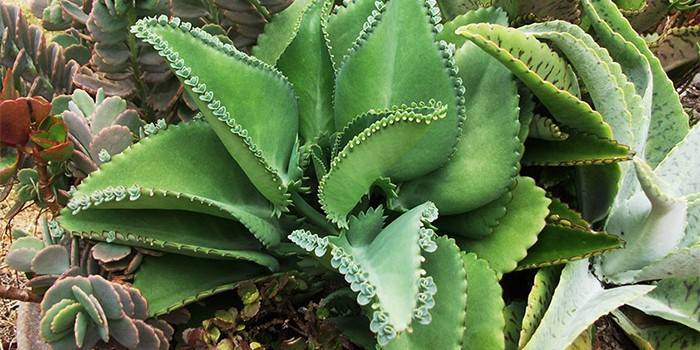 Kalanchoe Degremon w ogrodzie