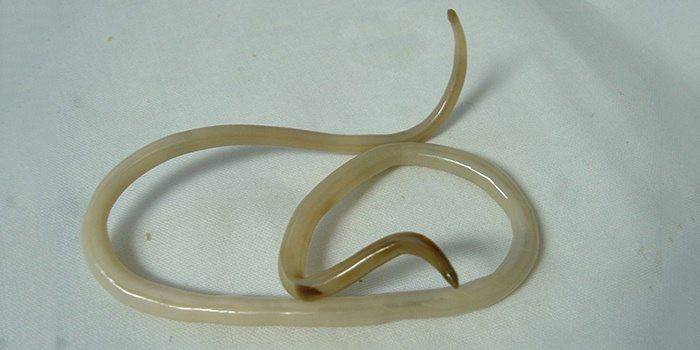 Lombriga