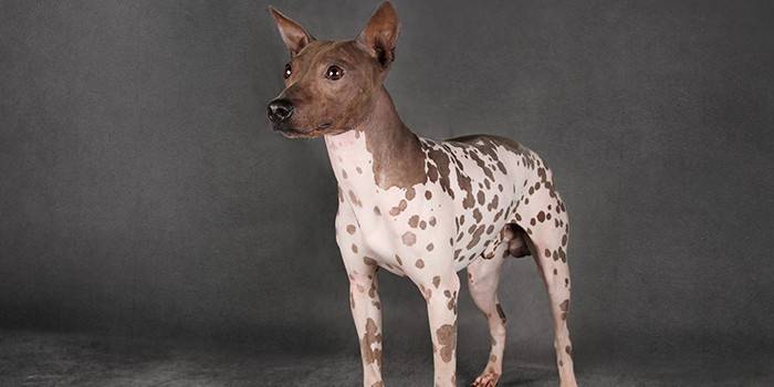 Terrier hairless americano