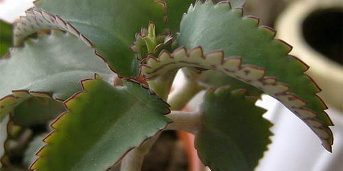 Liście Kalanchoe