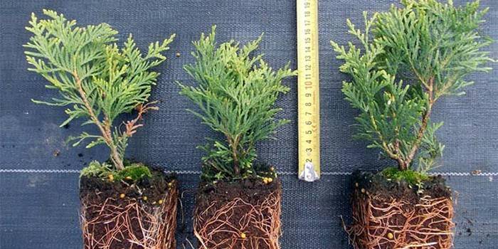 Plántulas de Thuja Brabant