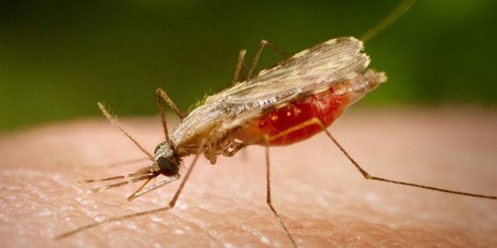 Mosquito da malária na pele humana