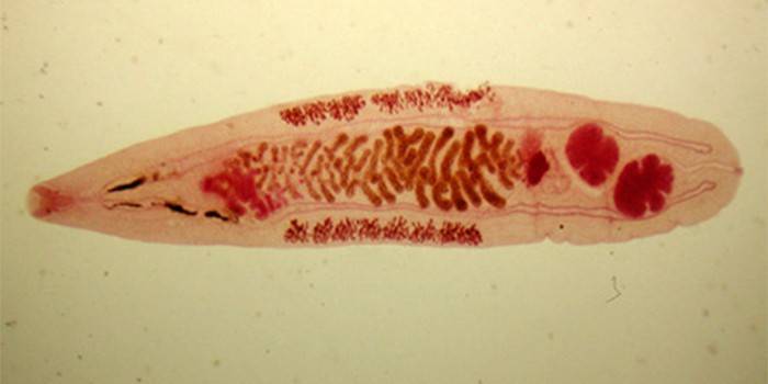 Cat fluke sob o microscópio