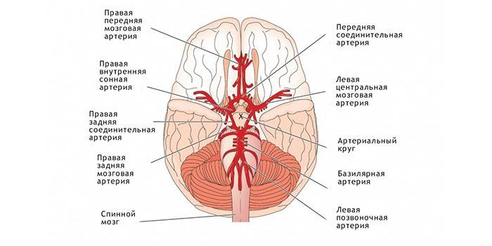 Церебрално снабдевање крвљу
