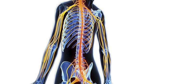Diagrama do sistema nervoso periférico humano