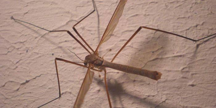 Mosquito de pernas longas