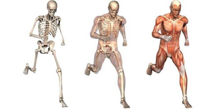 Sistema musculoesquelético