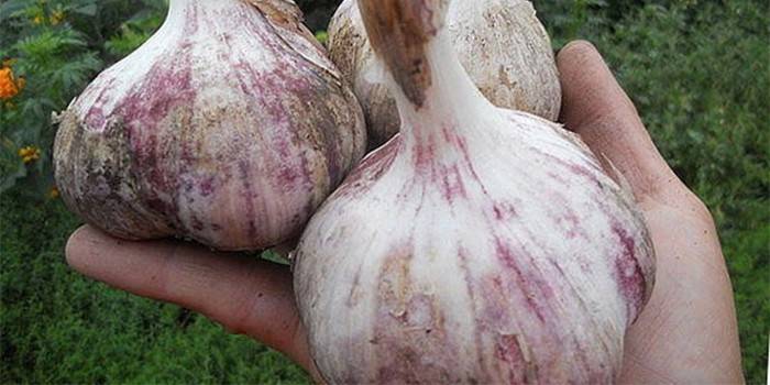 Olbrzymia odmiana