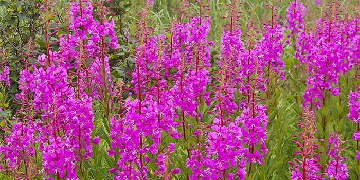 Flor de fireweed