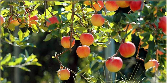 Manzanas en las ramas