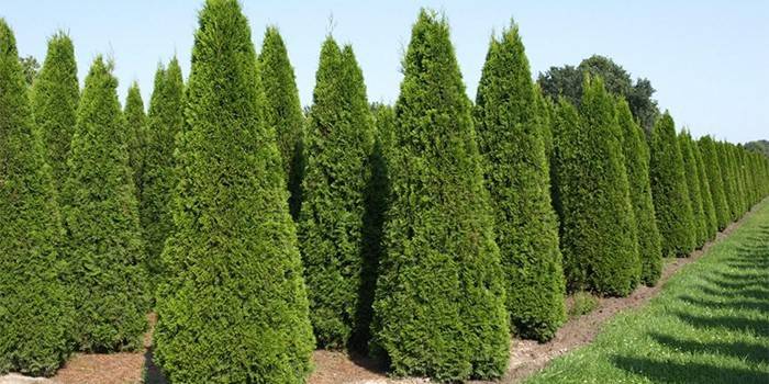 Thuja variedades Brabante en vivero