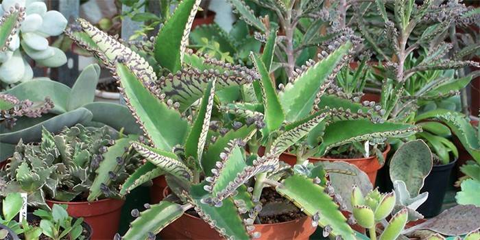 Kalanchoe w ogrodzie domu